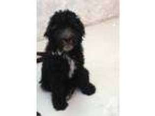 Mutt Puppy for sale in SHEBOYGAN FALLS, WI, USA