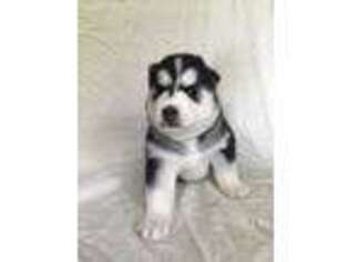 Siberian Husky Puppy for sale in Brentwood, TN, USA