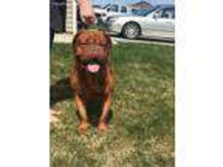 American Bull Dogue De Bordeaux Puppy for sale in Airway Heights, WA, USA