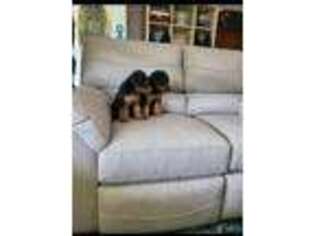 Welsh Terrier Puppy for sale in Crown City, OH, USA