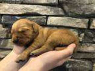Golden Retriever Puppy for sale in Lewisburg, OH, USA