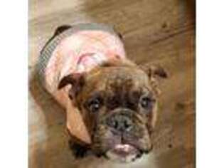 Bulldog Puppy for sale in Greeley, CO, USA