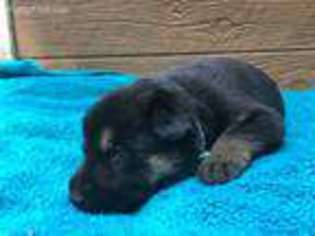 German Shepherd Dog Puppy for sale in Spotsylvania, VA, USA