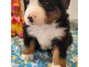 Bernese Mountain Dog Puppy for sale in Newport, NE, USA