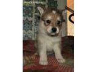 Alaskan Klee Kai Puppy for sale in Bandon, OR, USA