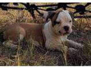 Bulldog Puppy for sale in Landrum, SC, USA