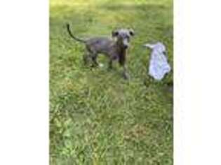 Whippet Puppy for sale in Redford, MI, USA