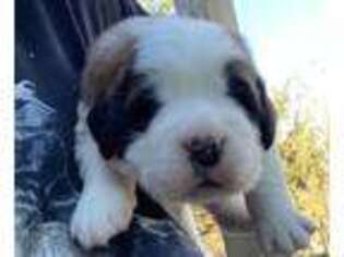 Saint Bernard Puppy for sale in Binghamton, NY, USA