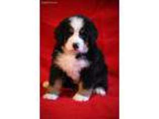 Bernese Mountain Dog Puppy for sale in Cherryvale, KS, USA