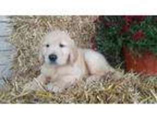 Golden Retriever Puppy for sale in Saint Thomas, PA, USA