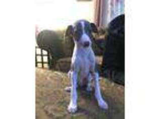 Italian Greyhound Puppy for sale in Wauwatosa, WI, USA