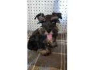 Mutt Puppy for sale in Ward, AR, USA