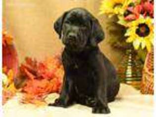 Mutt Puppy for sale in Hinckley, MN, USA