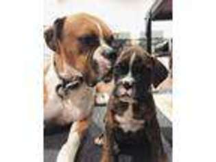 Boxer Puppy for sale in Nickelsville, VA, USA