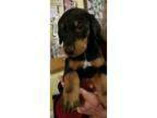Doberman Pinscher Puppy for sale in Beaver Dams, NY, USA