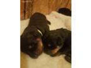 Rottweiler Puppy for sale in Faribault, MN, USA