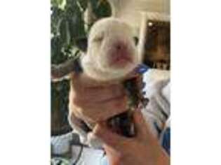 Bulldog Puppy for sale in Carmel, IN, USA