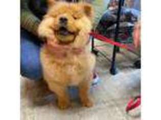 Chow Chow Puppy for sale in Conway, SC, USA