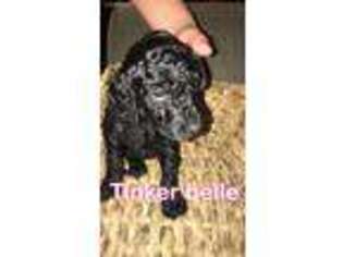 Goldendoodle Puppy for sale in Dillon, SC, USA
