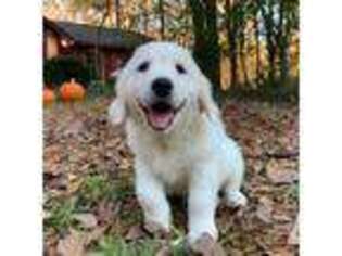 Mutt Puppy for sale in Tuscaloosa, AL, USA