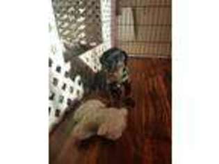 Doberman Pinscher Puppy for sale in Aspers, PA, USA