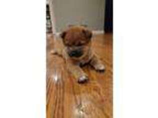 Shiba Inu Puppy for sale in Carpentersville, IL, USA