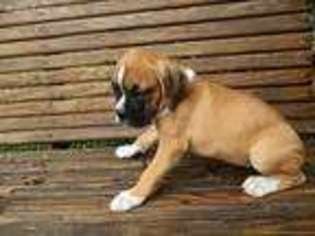 Boxer Puppy for sale in Simpsonville, SC, USA