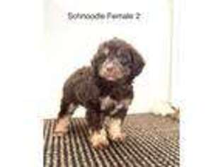 Schnoodle (Standard) Puppy for sale in Gordonsville, TN, USA