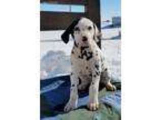 Dalmatian Puppy for sale in Lake City, MN, USA