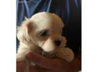 Maltese Puppy for sale in Wheaton, IL, USA