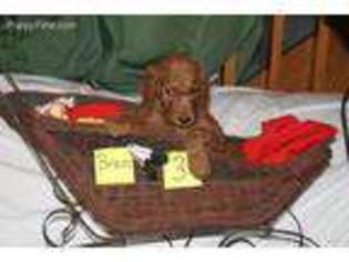 Mutt Puppy for sale in Lewistown, OH, USA