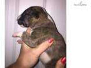 Bull Terrier Puppy for sale in Victoria, TX, USA