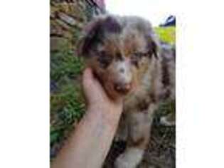 Australian Shepherd Puppy for sale in Alverton, PA, USA
