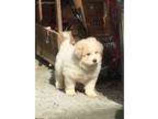 Great Pyrenees Puppy for sale in Vilas, NC, USA