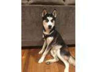 Siberian Husky Puppy for sale in South Plainfield, NJ, USA