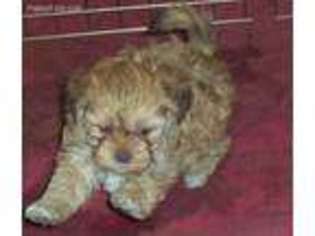 Shih-Poo Puppy for sale in Falmouth, MI, USA
