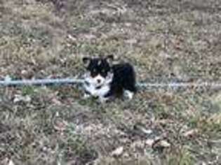 Pembroke Welsh Corgi Puppy for sale in Parma, ID, USA