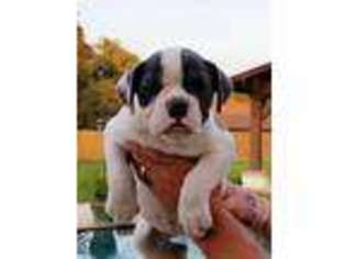 Olde English Bulldogge Puppy for sale in La Vernia, TX, USA