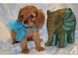 Cavalier King Charles Spaniel Puppy for sale in RINGGOLD, GA, USA