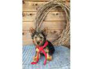 Yorkshire Terrier Puppy for sale in Sturgis, MI, USA