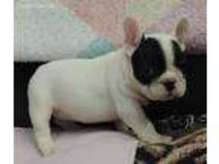 French Bulldog Puppy for sale in Big Cabin, OK, USA