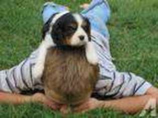 Cavalier King Charles Spaniel Puppy for sale in NEWMANSTOWN, PA, USA