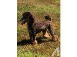 Mutt Puppy for sale in TILLAMOOK, OR, USA
