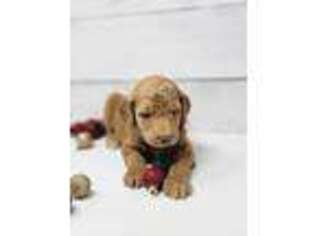 Goldendoodle Puppy for sale in Eatonville, WA, USA