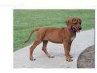 Rhodesian Ridgeback Puppy for sale in Columbia, SC, USA