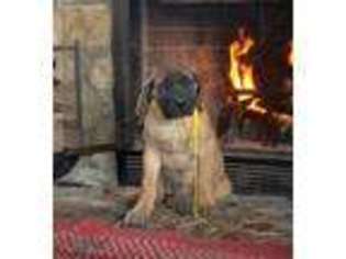 Mastiff Puppy for sale in Glasgow, KY, USA