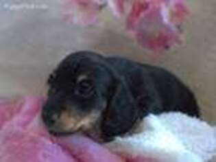 Dachshund Puppy for sale in Grants Pass, OR, USA