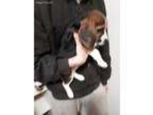 Beagle Puppy for sale in Oakland, CA, USA