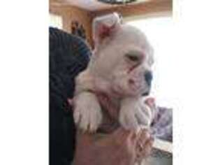 Olde English Bulldogge Puppy for sale in Bloomingdale, MI, USA