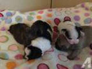 French Bulldog Puppy for sale in ANTHONY, NM, USA